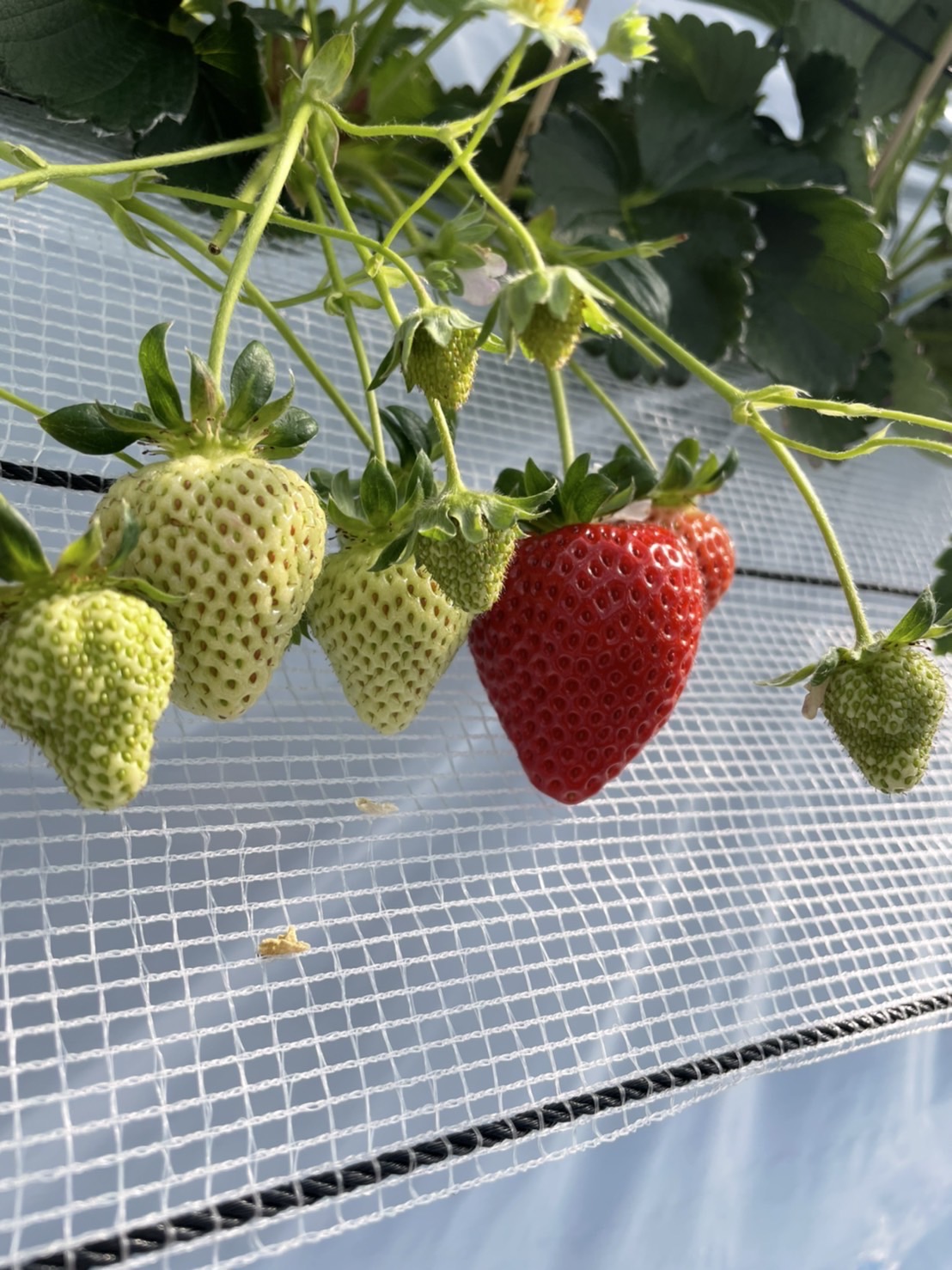 本多優選手ブログ⑨_2